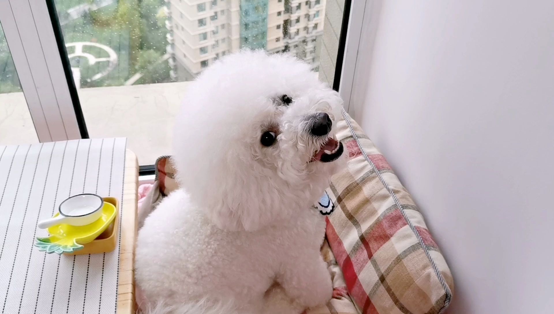 比熊芒果:自从我被大狗咬后,铲屎的对我更加好了_哔哩哔哩_bilibili