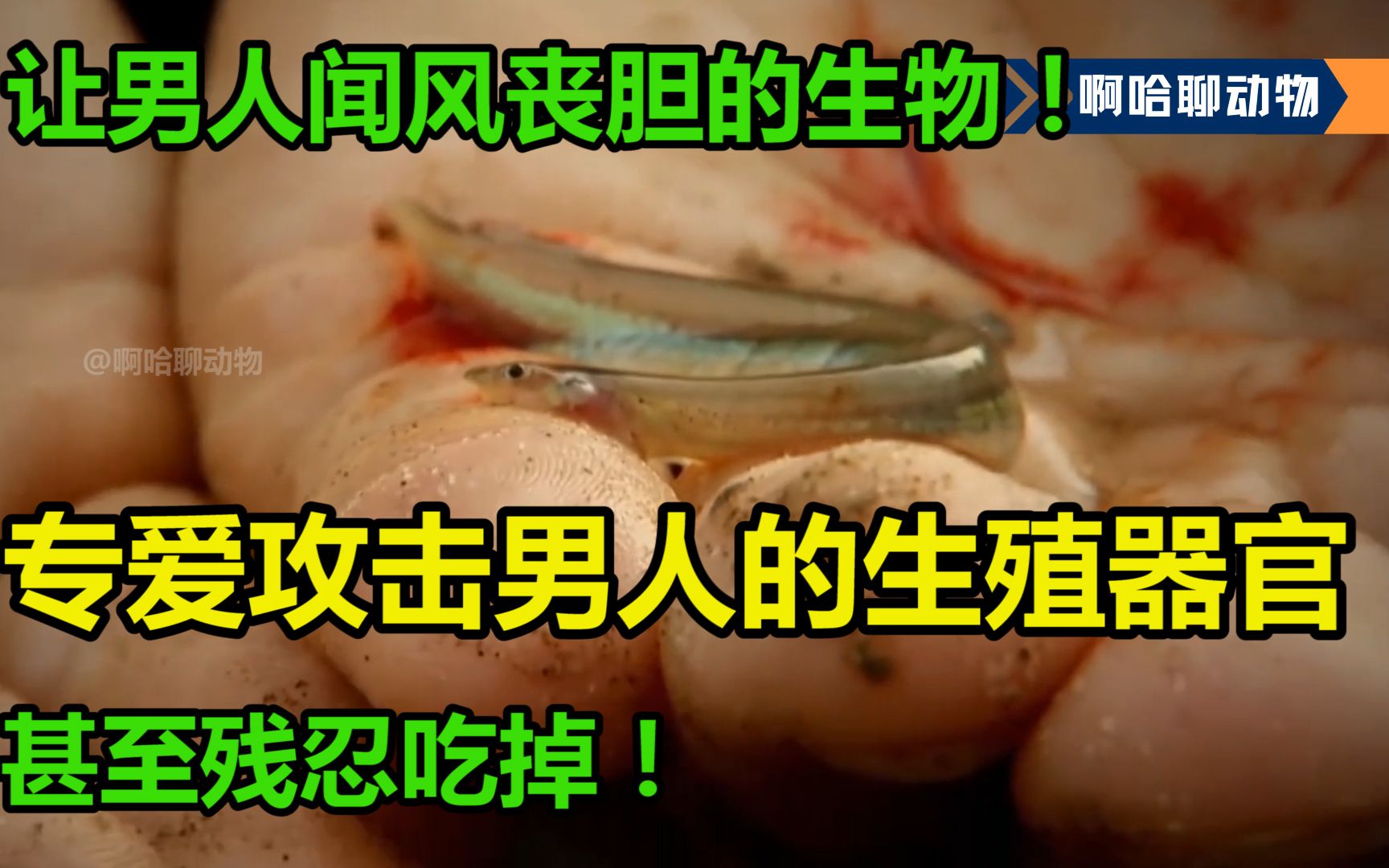 让男人闻风丧胆的生物,专爱攻击男人的生殖器官,甚至残忍吃掉!哔哩哔哩bilibili