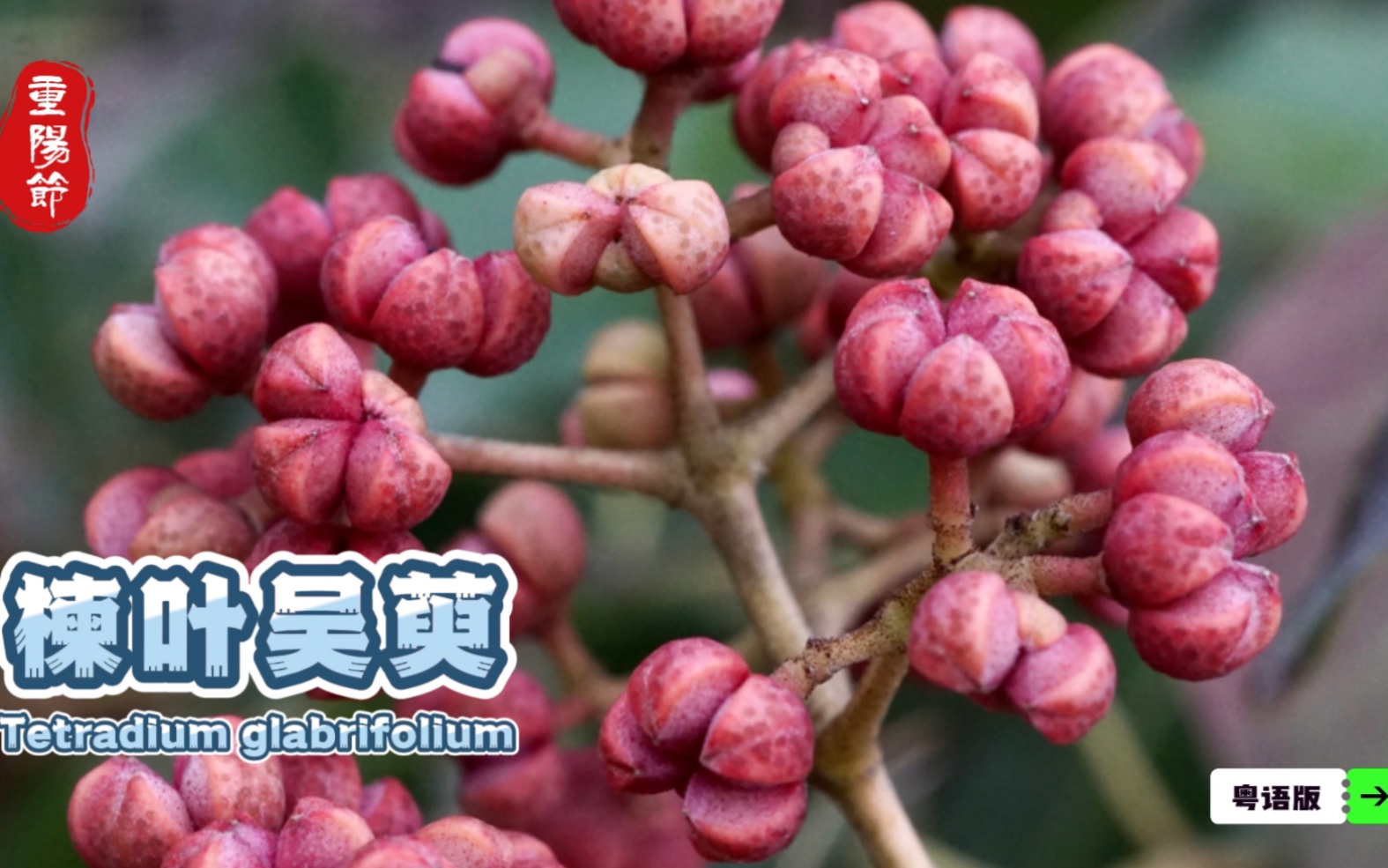 楝叶吴萸(粤语版)