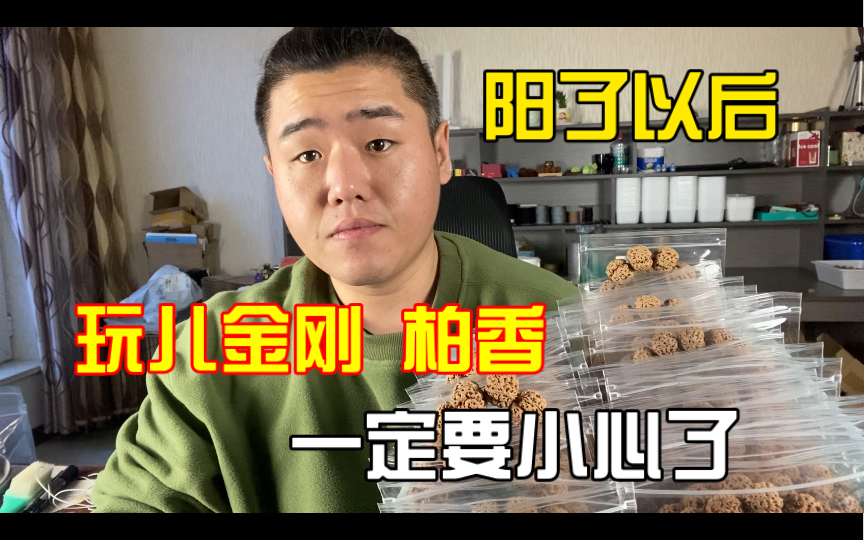 【金刚菩提】羊了以后玩儿串 一定注意这一点 已经好几个出事儿的了 附带当前状态哔哩哔哩bilibili