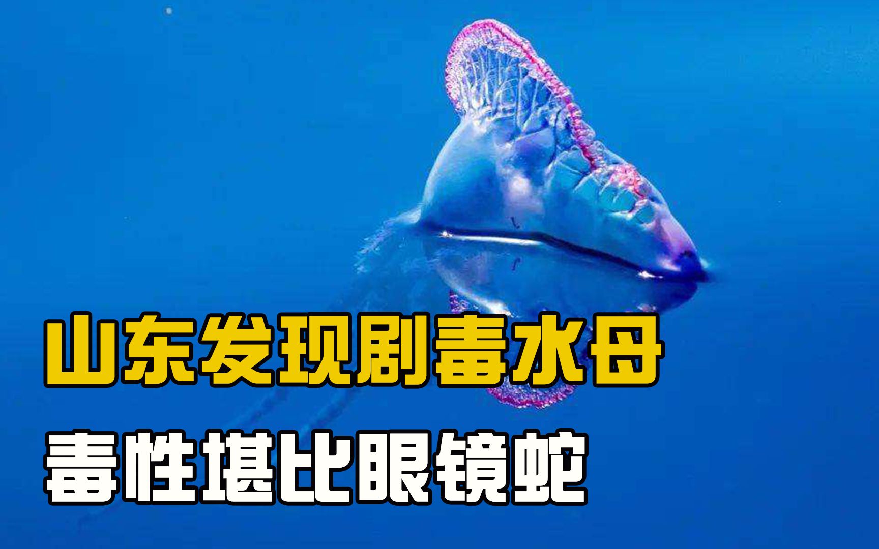 水母能毒死鲨鱼吗图片