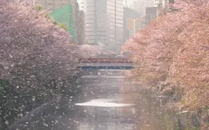 下载视频: 超美！东京2021年目黑川樱花雨