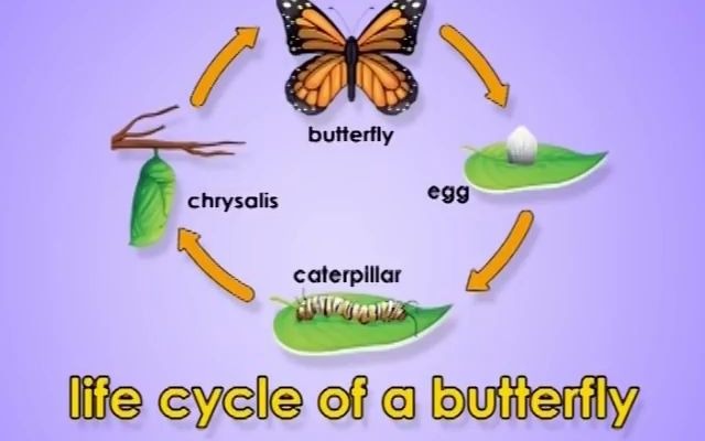 英文儿歌: 蝴蝶的生命周期 life cycle of a butterfly by jack