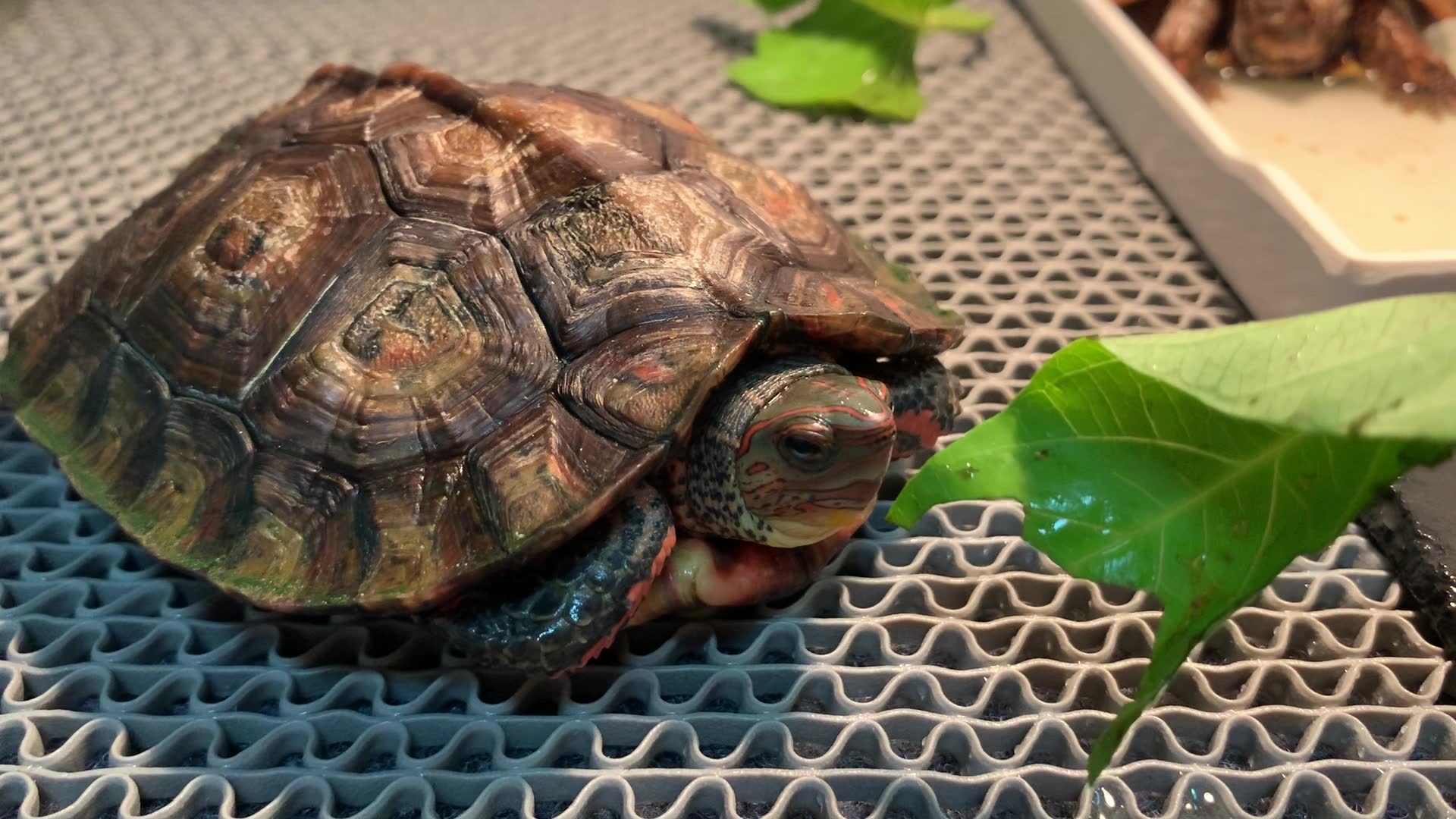 龟宠记18洪都拉斯木纹龟翻不了身气的连菜都不吃了