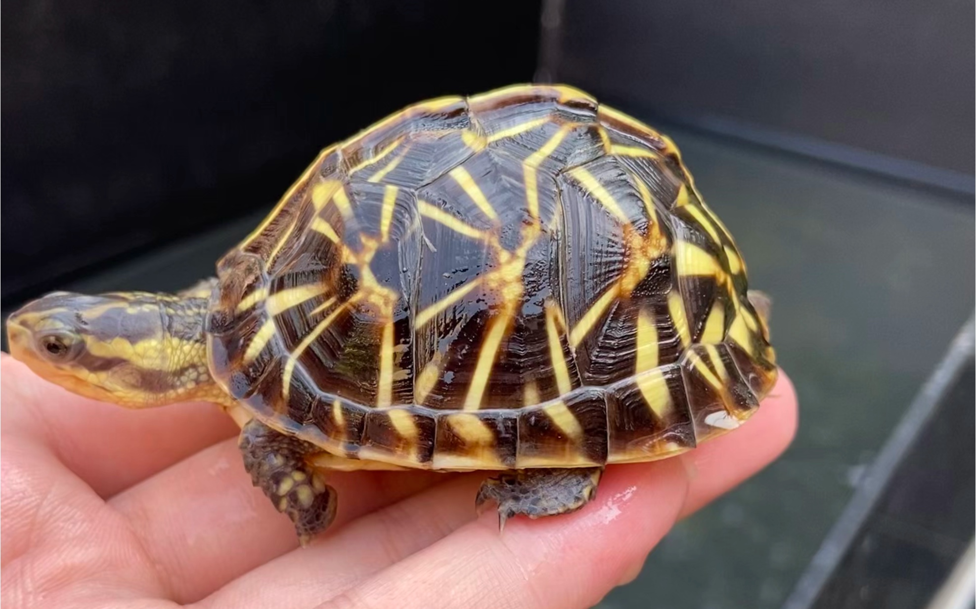 老是被人说是陆龟的半水龟.