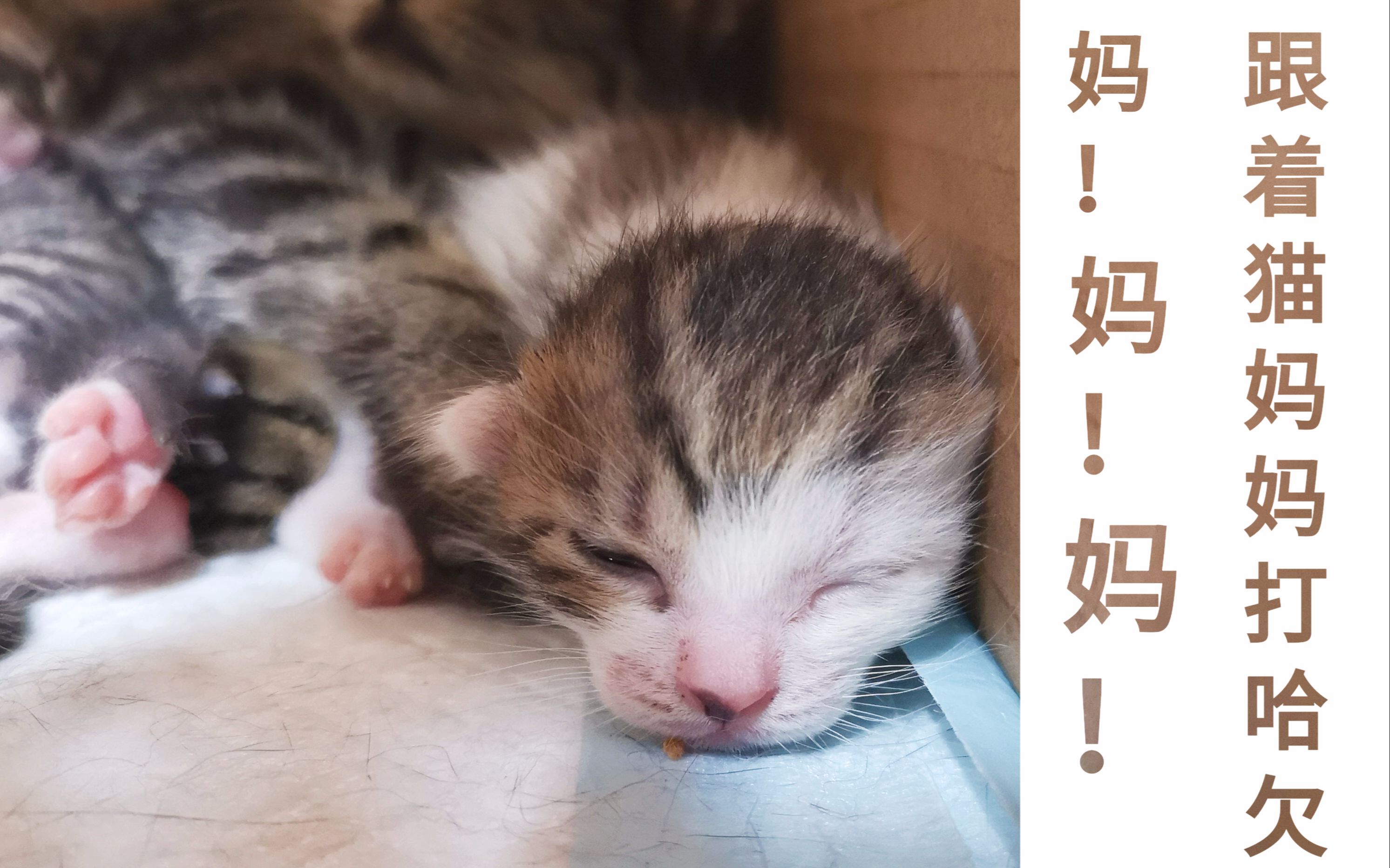 [图]【捡猫日记】五只小奶猫：妈！！！我饿！ 猫妈：困死了，哈欠~