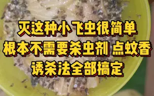 Download Video: 消灭这种虫子，根本不需要点蚊香，喷杀虫剂！