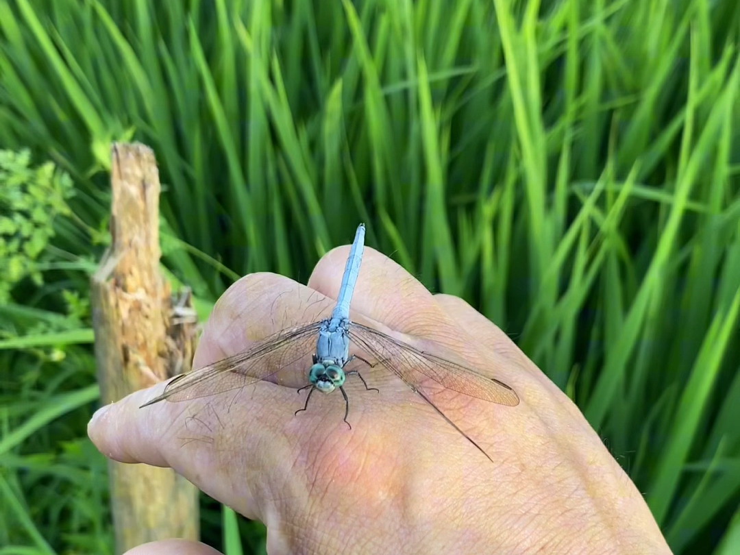 诚诚回村生活记录,抓蜻蜓