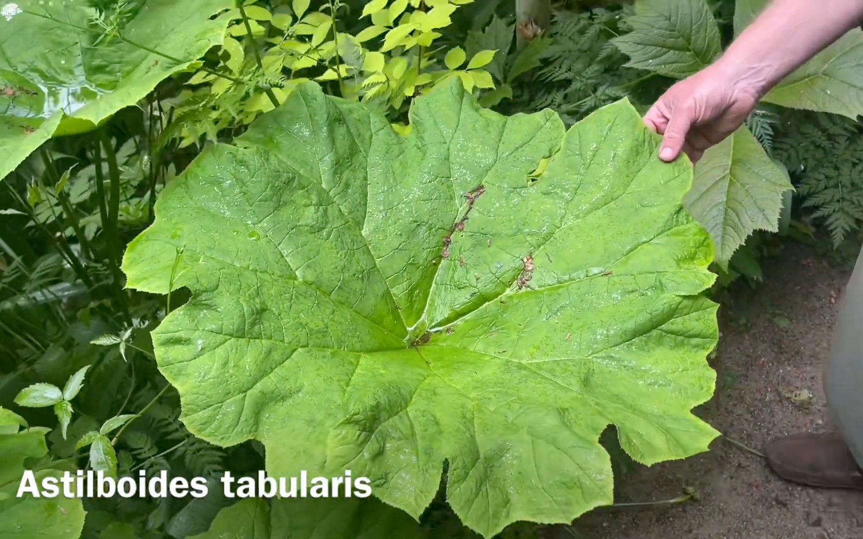 [图]来看看丹麦爷爷的林地花园~各种奇形怪状的观叶植物和木本花卉 | Welcome to my Woodland Garden