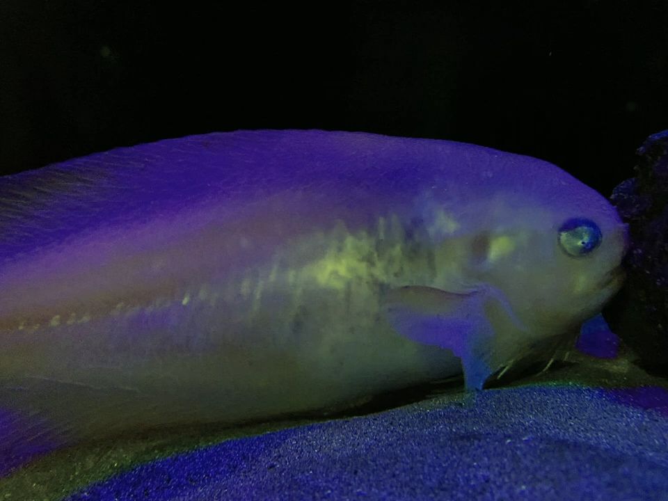 品川水族馆饲养的 粗体短吻狮子鱼 careproctus trachysoma