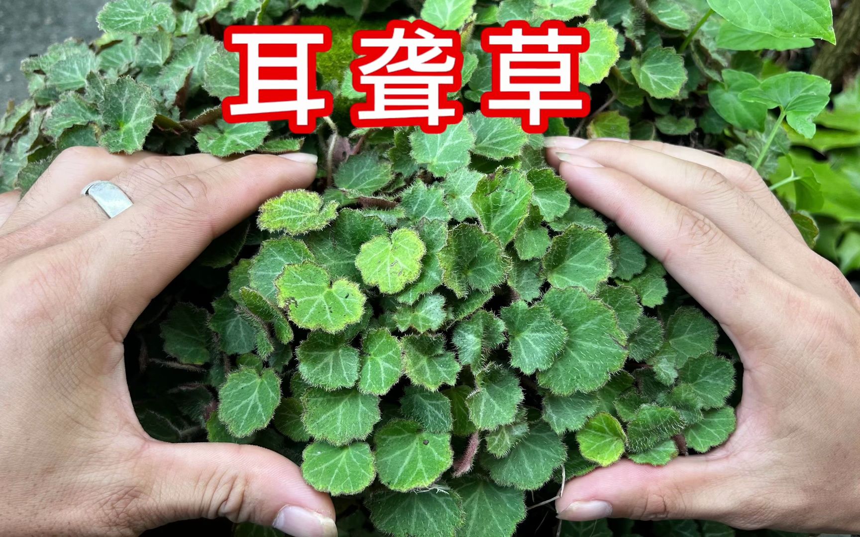 农村不起眼的"耳聋草",万万没想到用途这么厉害,赶紧来认识下