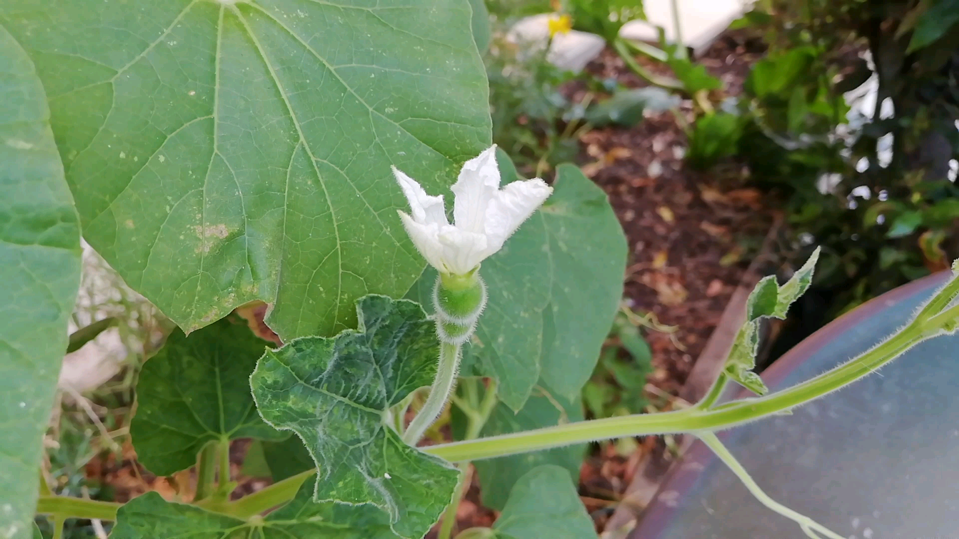 延时摄影,第一个葫芦开花了,在晚上开花的葫芦,鸡来地里刨土