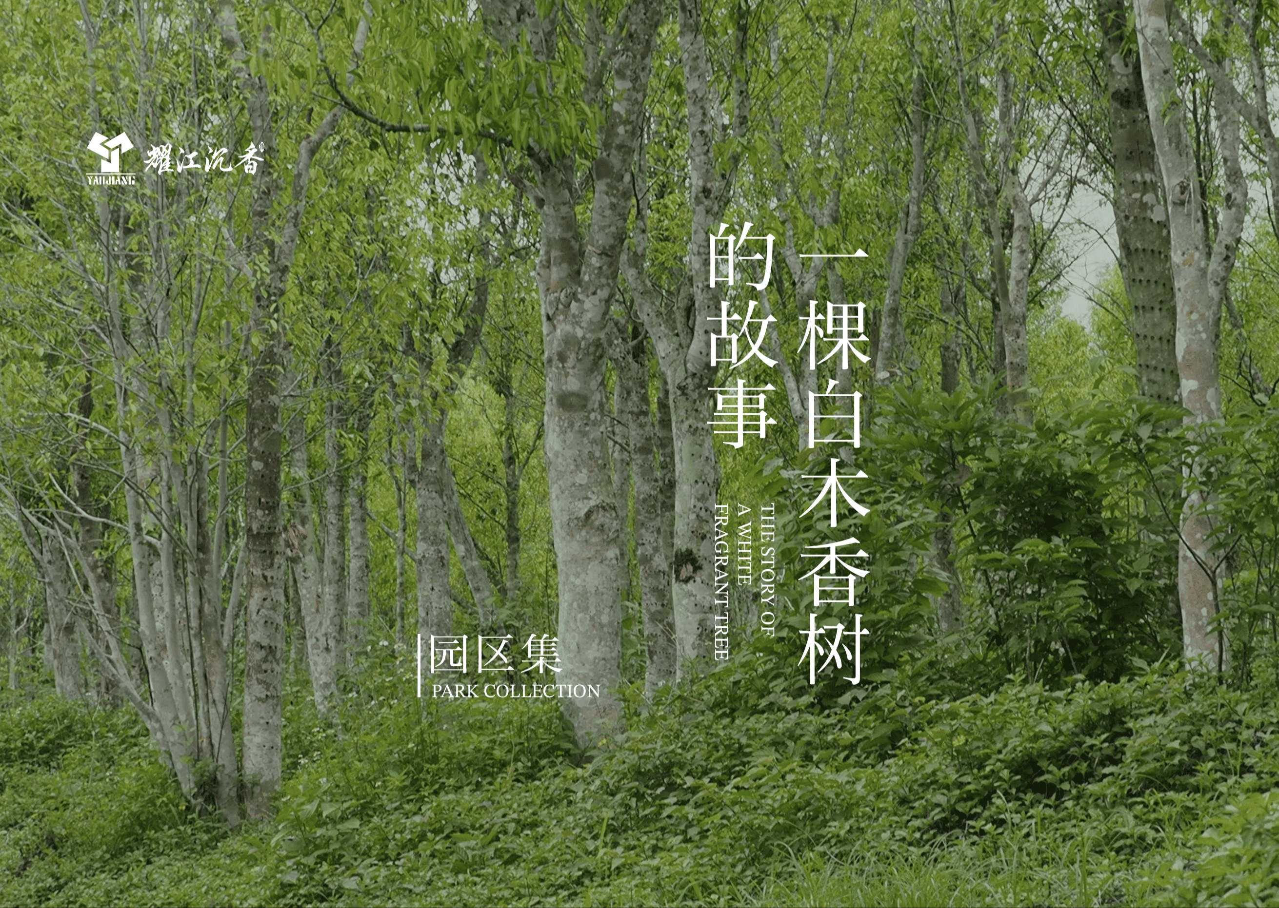 一棵白木香树的故事