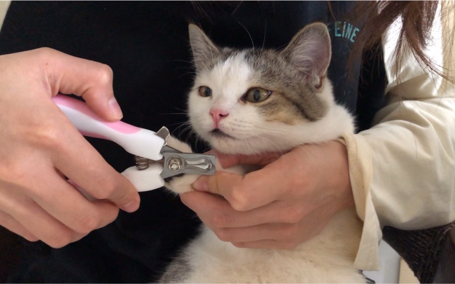 三花猫剪指甲记一点都不乖调皮