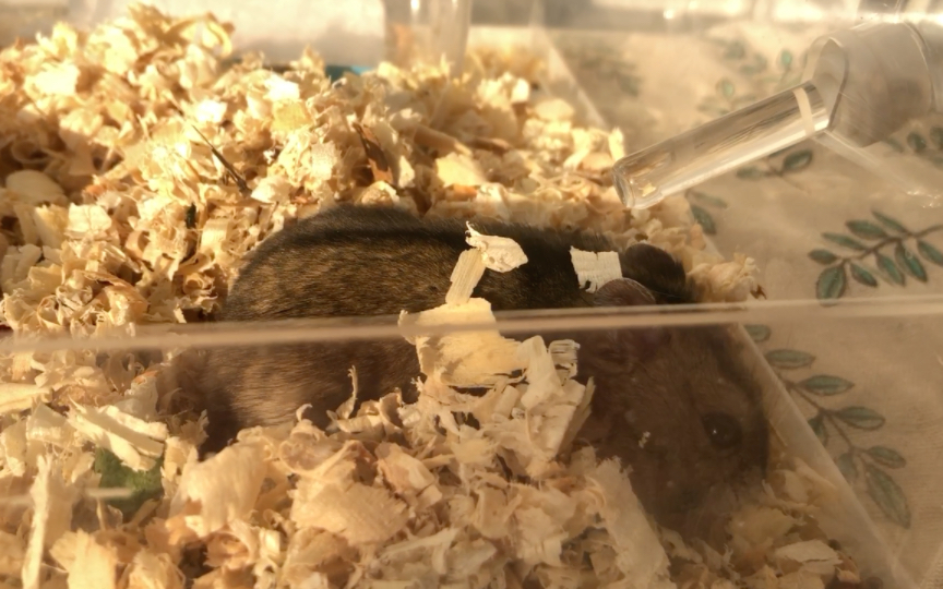 仓鼠 藏亚麻籽. 刚吃完就去藏了.zz