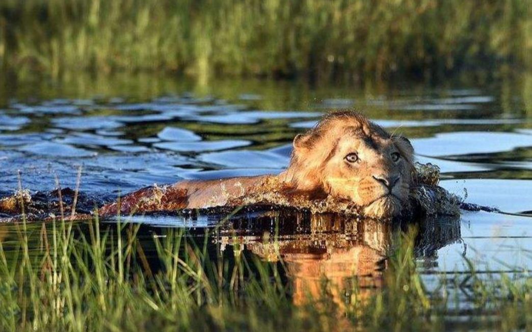 狮子被鳄鱼偷袭,鳄鱼使出死亡翻滚,接下来狮子悲剧了!