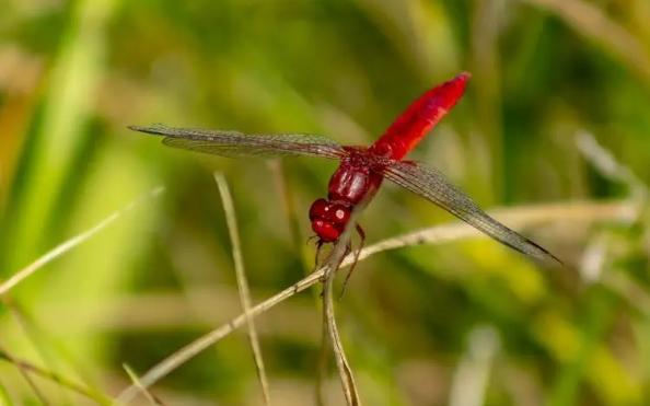 【口琴奏】日本童谣 红蜻蜓