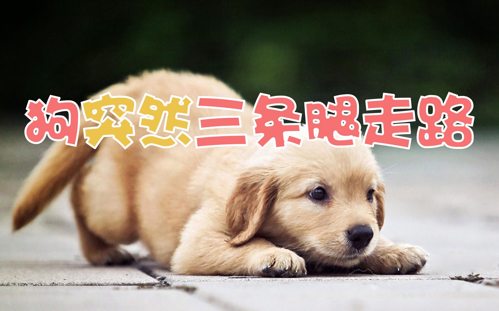 狗狗突然三条腿走路