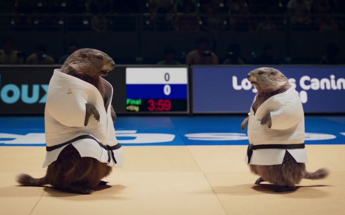 土拨鼠运动会,就是那么萌!_哔哩哔哩_bilibili