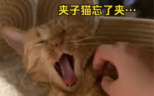 Download Video: 小猫咪起猛了，忘了夹…