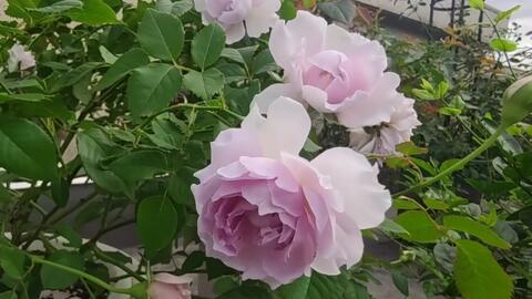 霁色 隐隐青 照夜清 三款蓝紫色月季的对比 哔哩哔哩 Bilibili