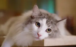 魅力猫_ 搜索结果_哔哩哔哩_Bilibili