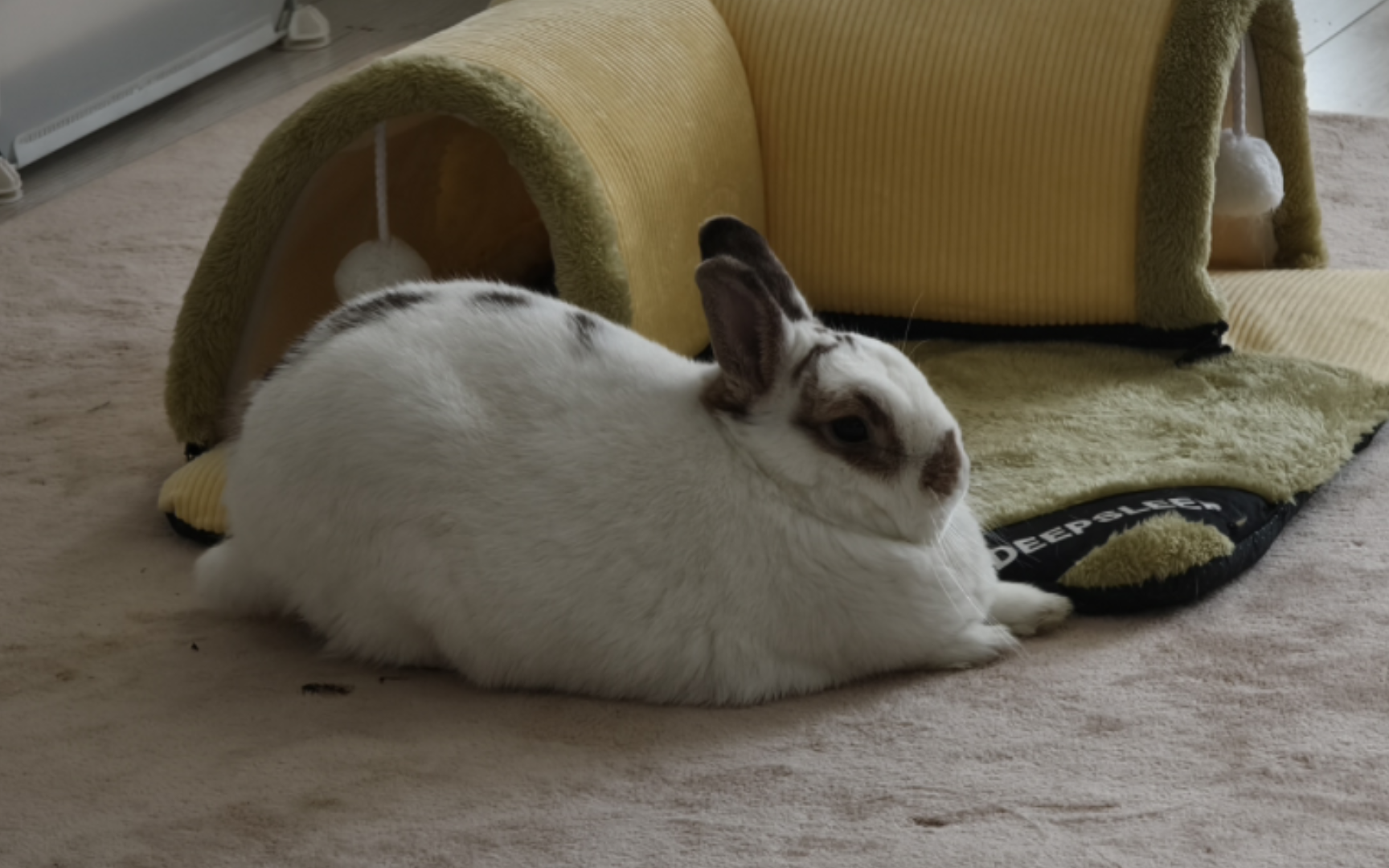 【兔子】崽:你怎么好意思不摸我的?