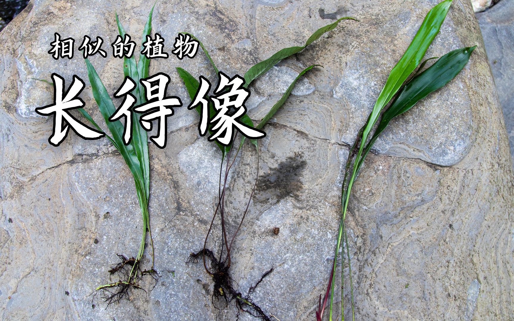 湘西苗药用错可就麻烦了