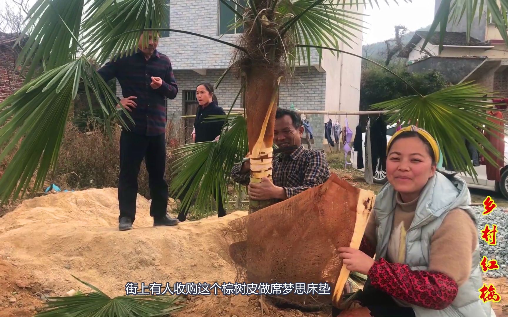 [图]棕树全身都是宝，棕树花可以做美食，有人收购棕树皮做蓑衣和床垫