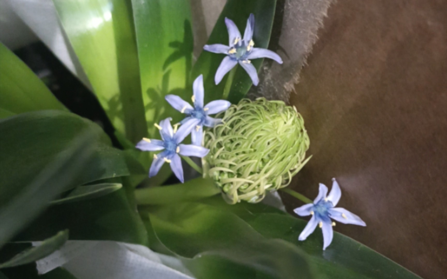 逛花市,地中海蓝钟花