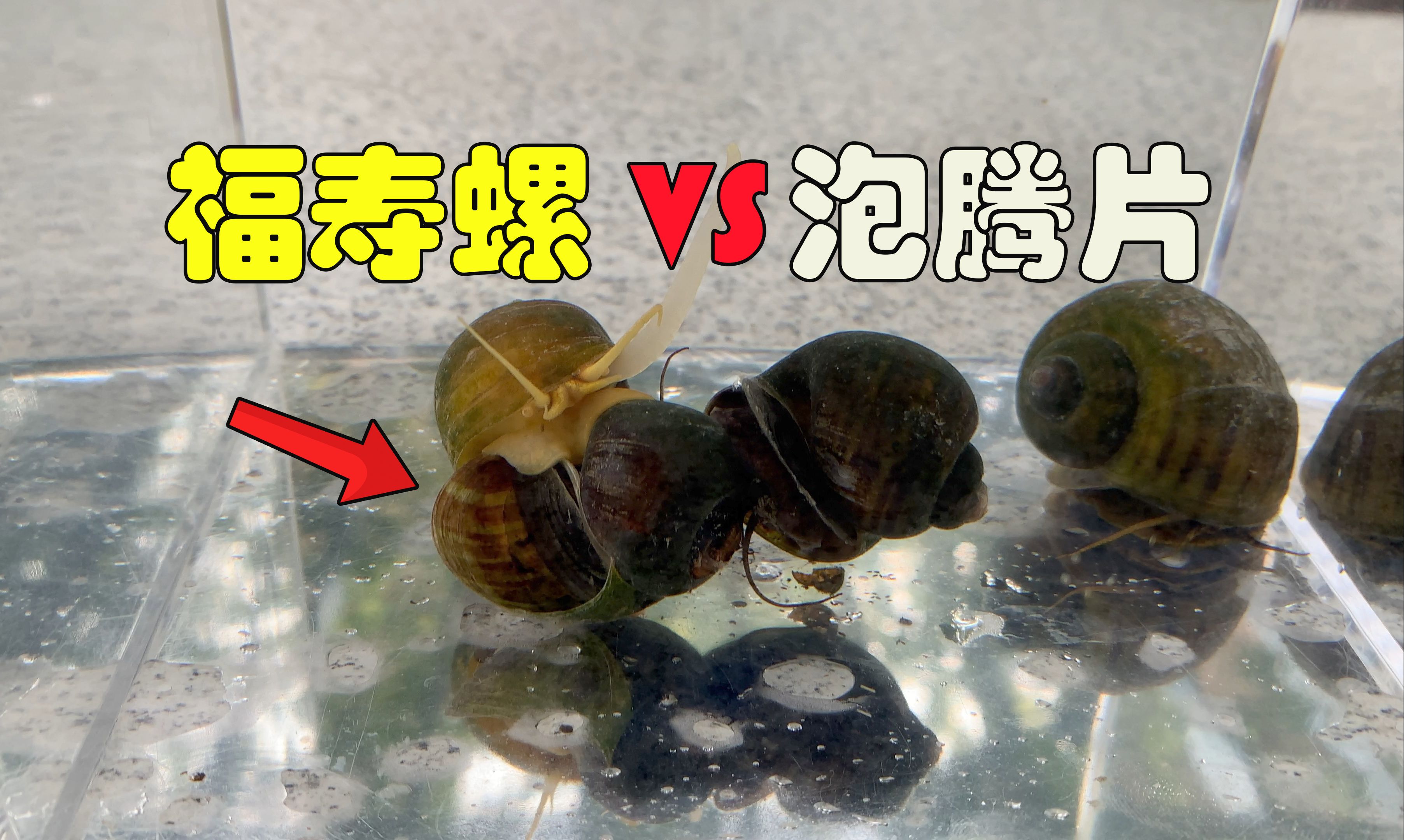 [图]当福寿螺遇到泡腾片能有多大的反应？能把寄生虫全都给赶出来吗