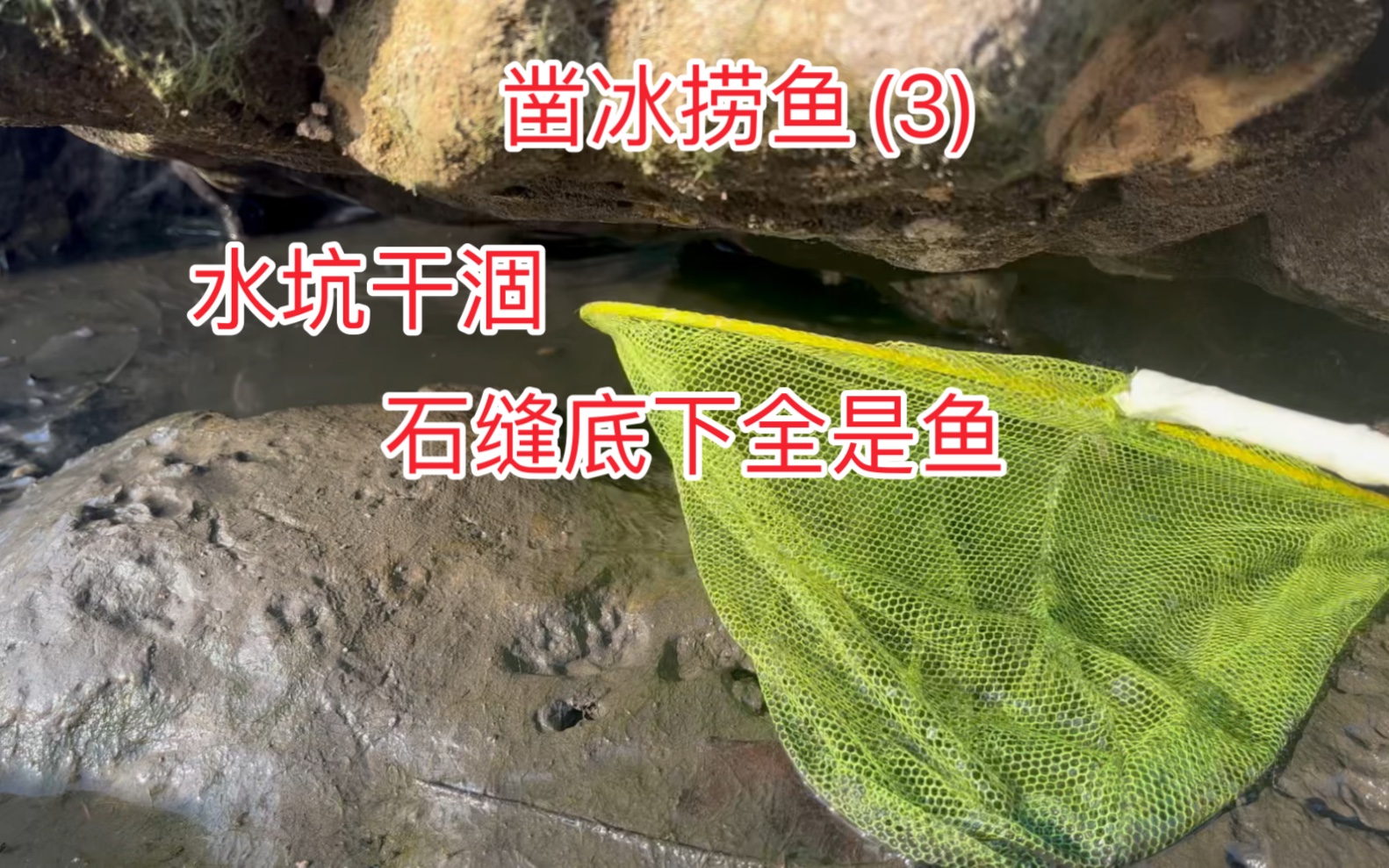 凿冰捞鱼(3)水坑干涸 石缝底下全是鱼-a啊桥原生a-a啊桥原生a-哔哩哔哩视频