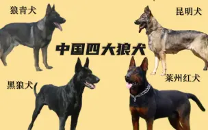 Video herunterladen: 中国本土四大名星犬