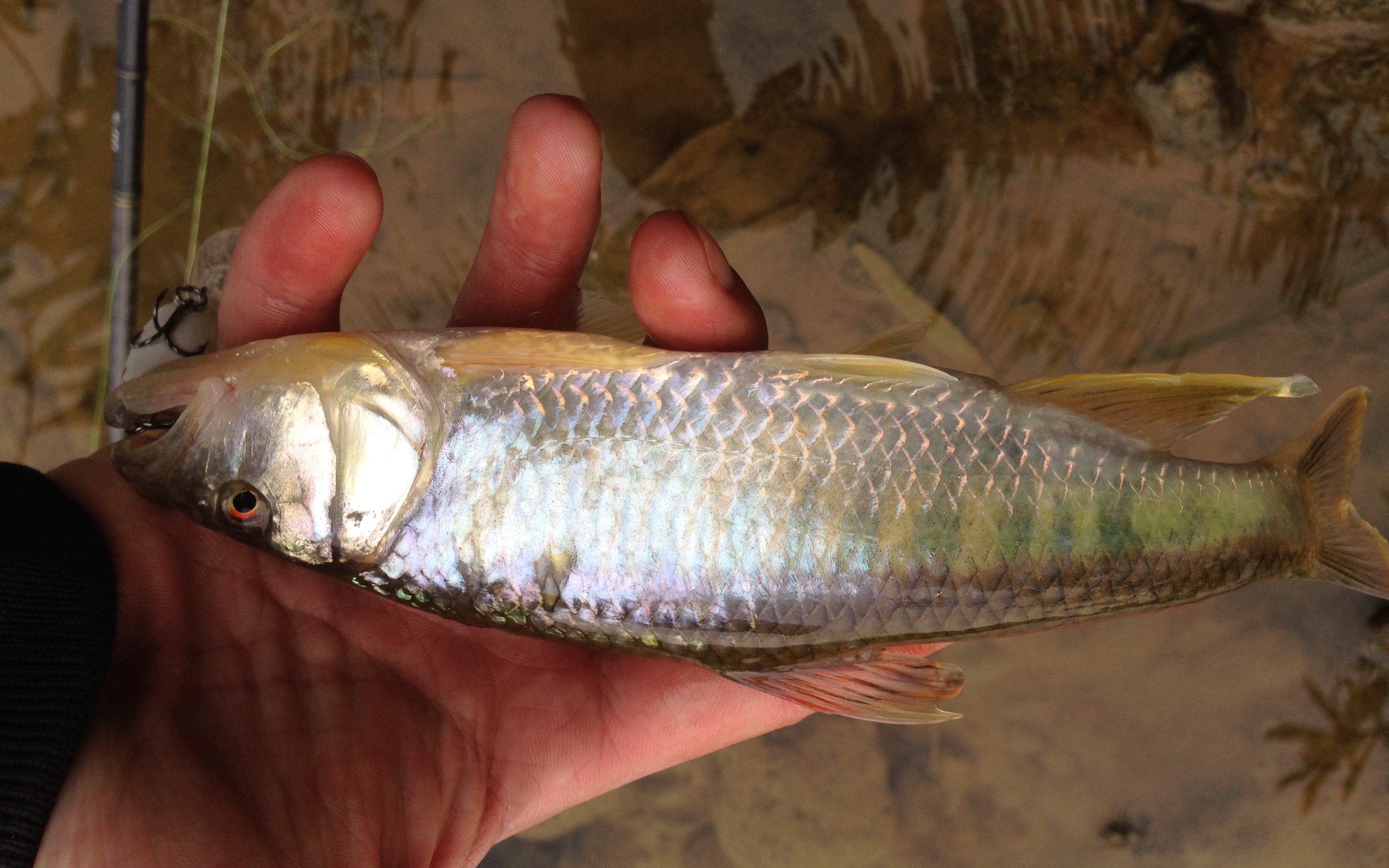 【路亞釣魚】水面系路亞白條,超細膩控餌手法,零距離觀看魚攻擊假餌