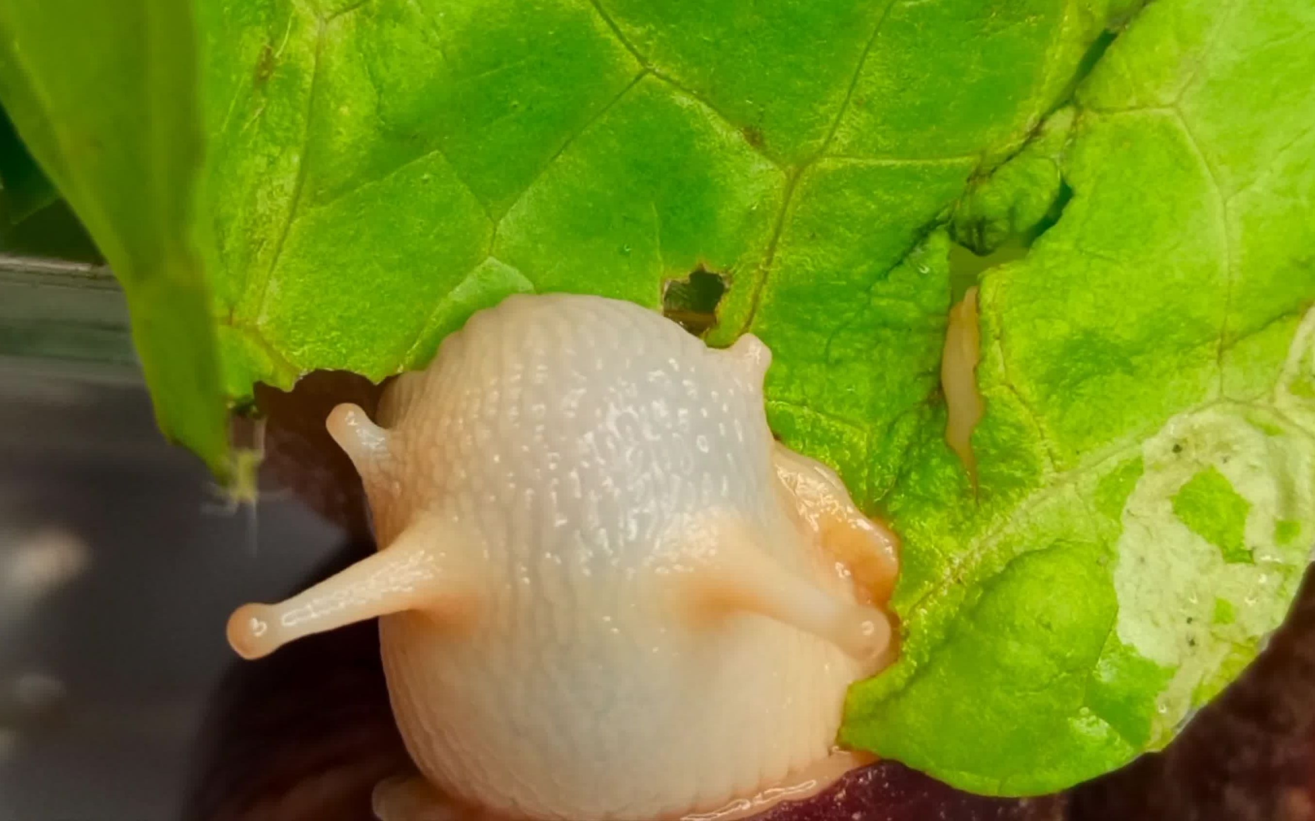 活动作品蜗牛吃生菜好吃的很