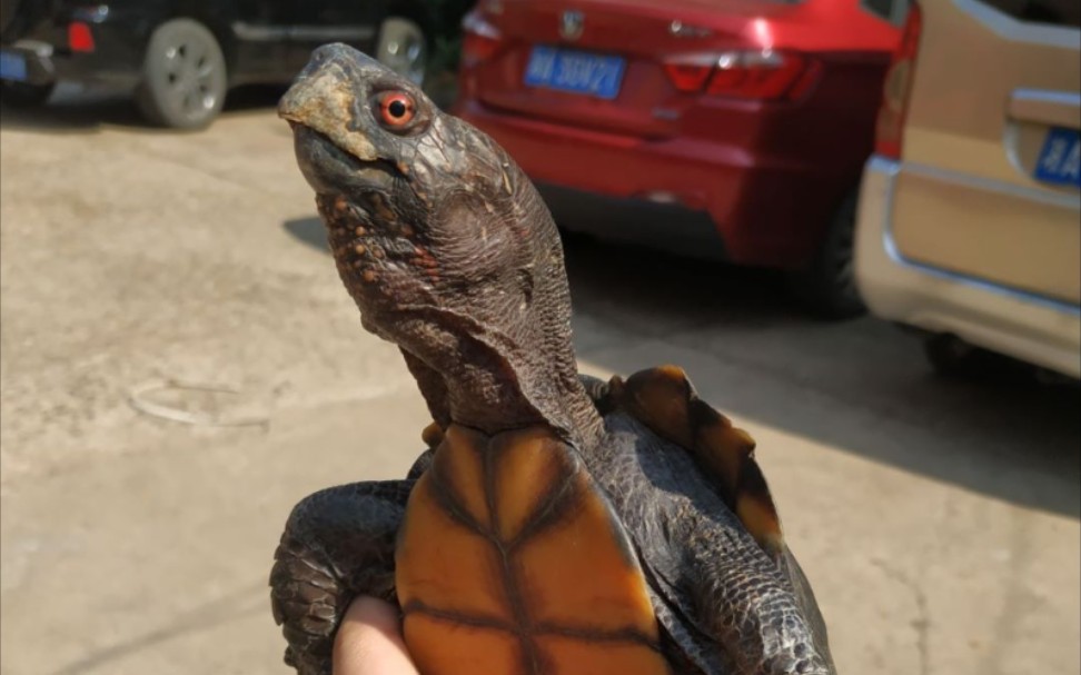 【黄额龟】黑腹黄额求偶记录