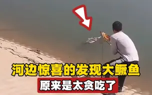 Tải video: 河边惊喜地发现条大鳜鱼，捞上来一看惊呆了，网友：它太贪吃了？