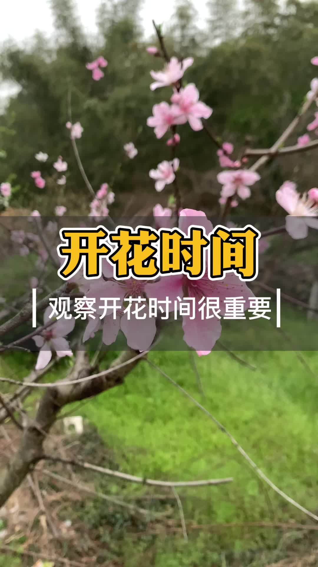 早熟桃和晚熟桃开花时间有什么不同哔哩哔哩bilibili