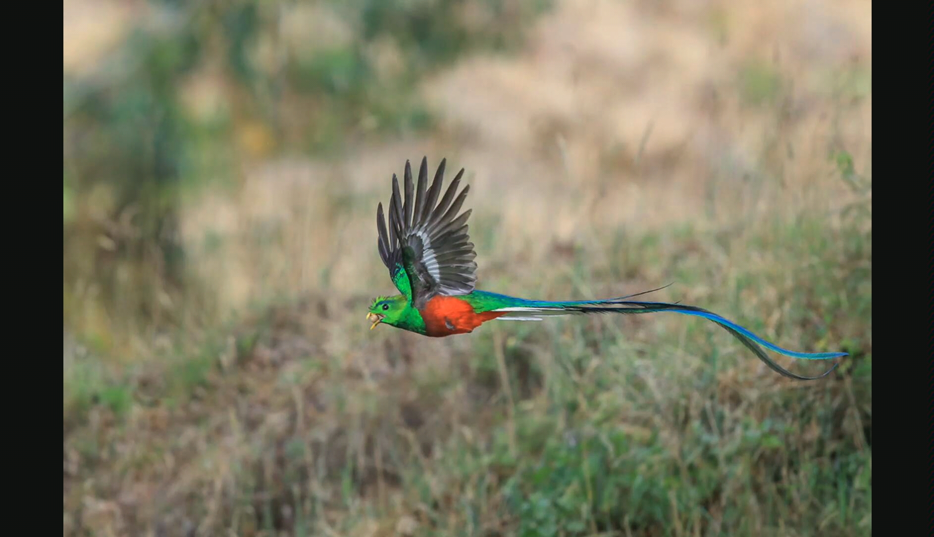 自由鸟凤尾绿咬鹃,危地马拉的国鸟,鸟叫声大全