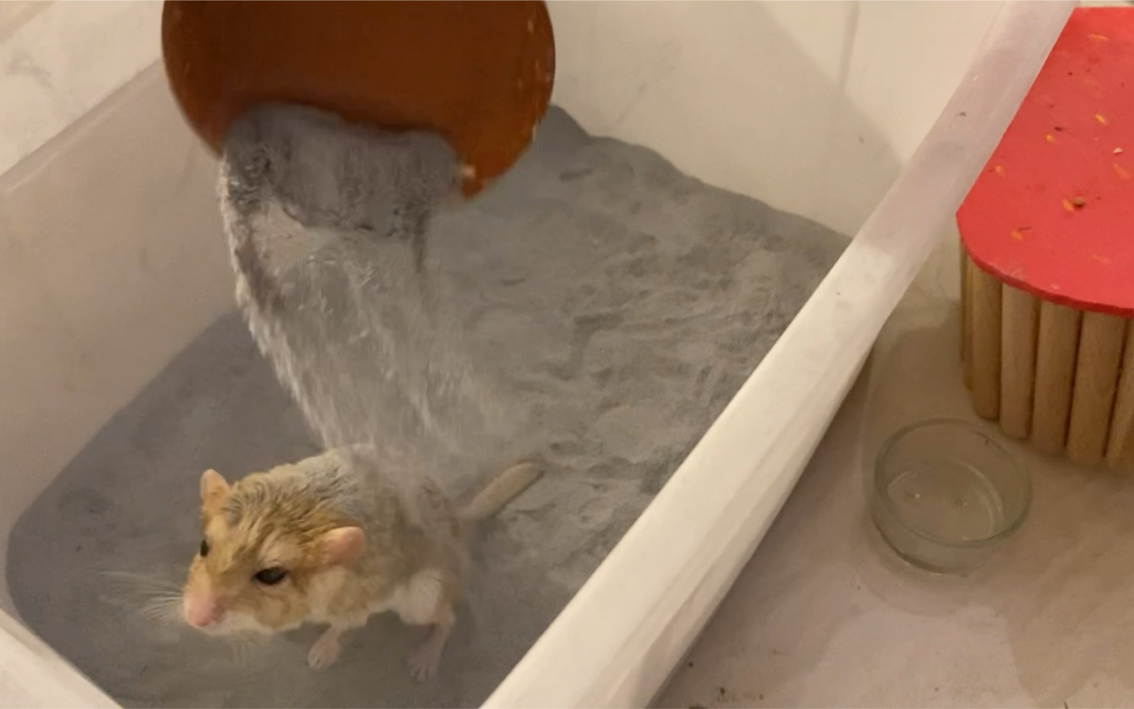 通心粉鼠通仔笼子局部清理调整布局洗澡澡