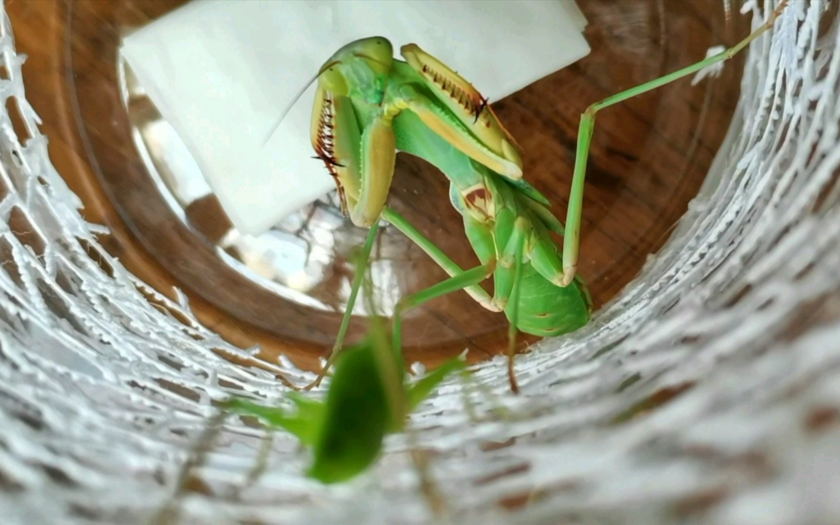 被草螽吓到威吓的怂货克氏盾螳
