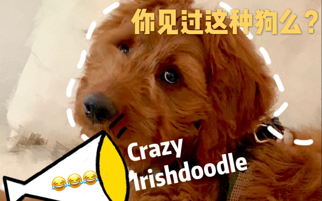 【爱尔兰金贵犬】被评为白宫第一狗,你见过么?可爱的外表,哈士奇的内心!What a crazy Irishdoodle!哔哩哔哩bilibili