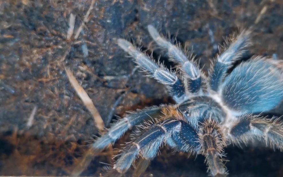 红岛:你才是蓝哥斑!你全家都蓝哥斑!