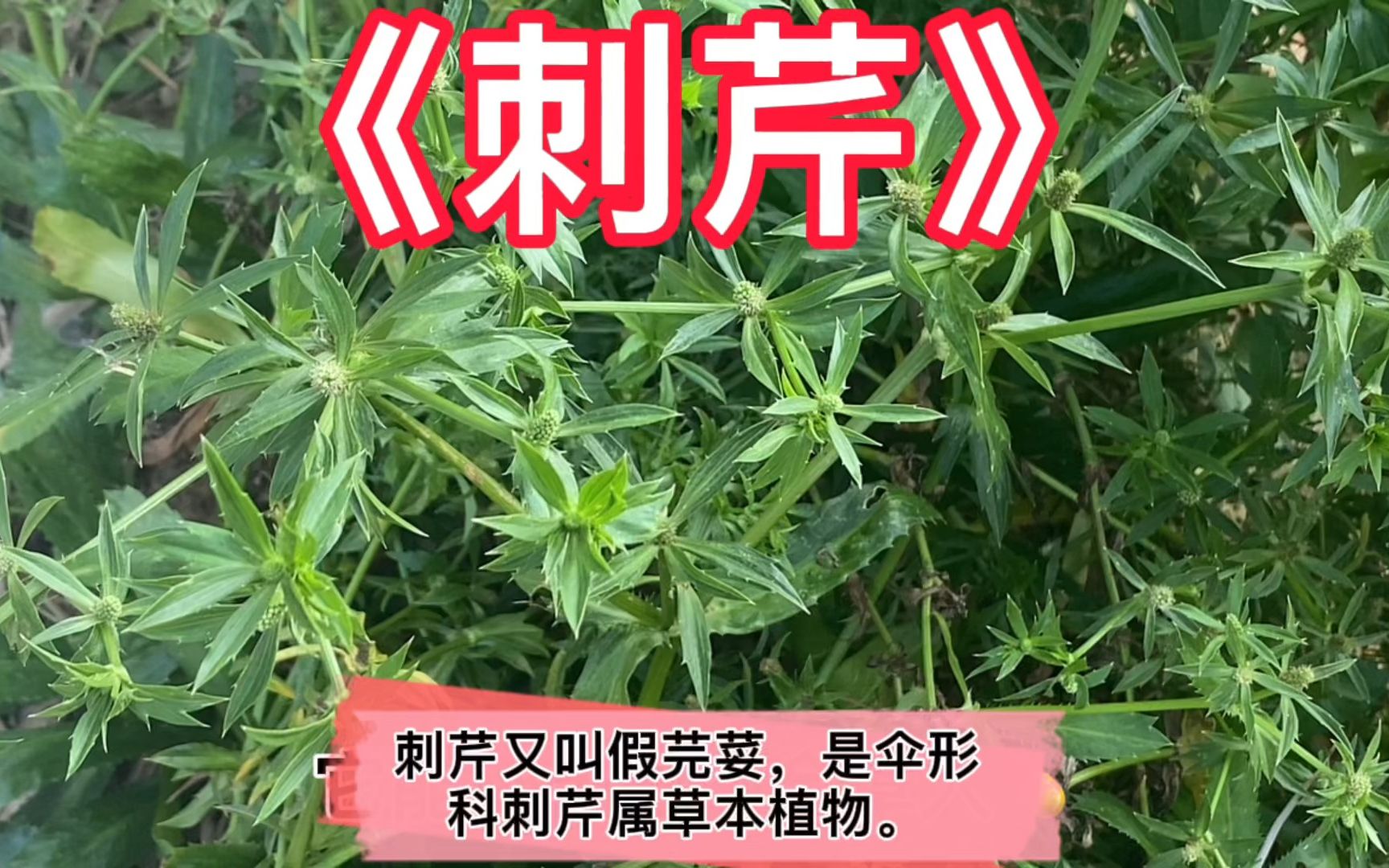 刺芹又叫“假芫荽”,在农民眼里是种食药同源的好宝贝哔哩哔哩bilibili