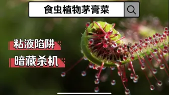 高清茅膏菜捕食视频 哔哩哔哩 Bilibili