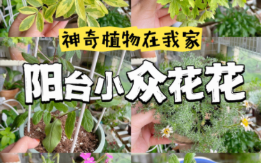 这些冷门小草花你看过几个?来一起欣赏!哔哩哔哩bilibili