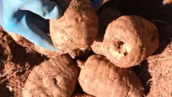 毅哥把挖出来的天麻拿给我拍摄，叫我好好拍一下