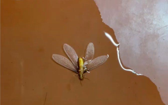 转发这个大水蚁,它就会飞到你讨厌的人脸上