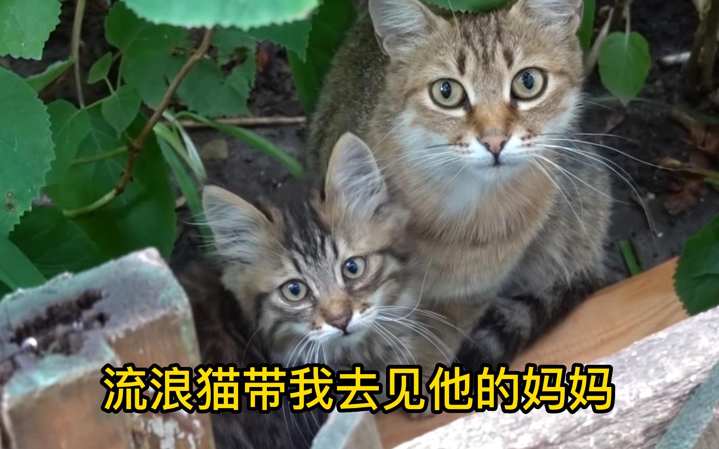 可爱的流浪猫带我去见他的妈妈和朋友哔哩哔哩bilibili