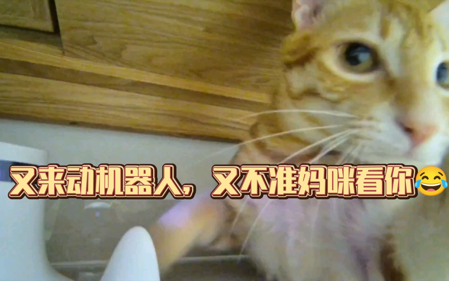 韩猫机器人二维码图片图片